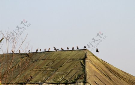 屋顶上的鸟图片