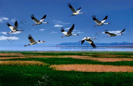 鄱阳湖飞鹤图片