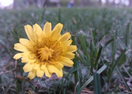 黄色的蒲公英花朵图片