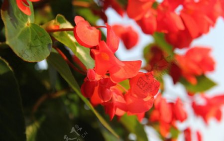 四季海棠花图片