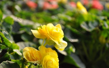 花卉海棠图片