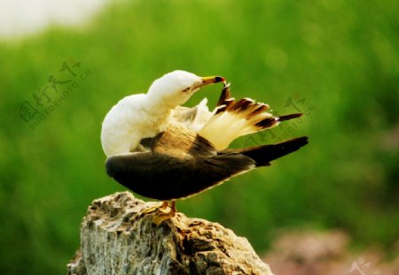 梳理羽毛的海鸥图片