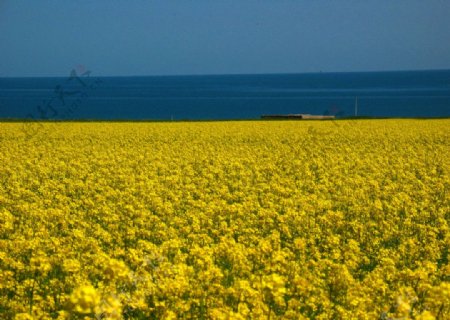 青海湖边的油菜花图片