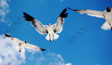 白头鹰图片