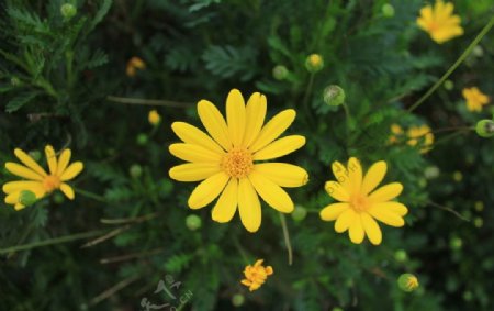 野菊花图片