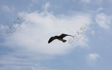 空中的海鸥图片