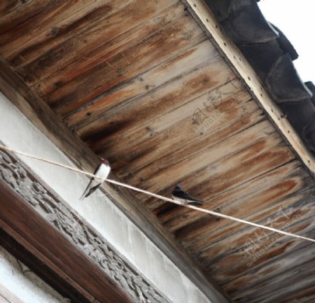 屋檐下的燕子图片