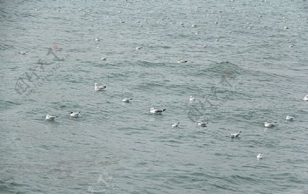 海洋海鸥图片