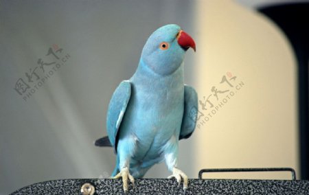 红嘴蓝鹦鹉图片