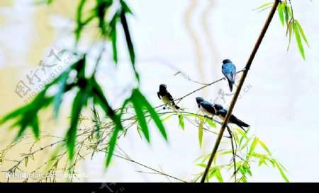 林间小鸟摄影图JPG图片