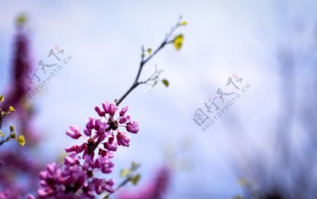 春天紫荆花开图片