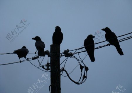 電線桿上的烏鴉图片
