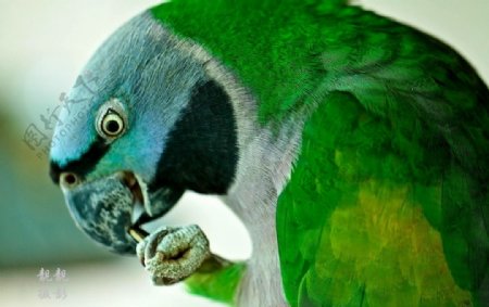鹦鹉爪子爪子鹦鹉鹦鹉特写动物彩色蓝色鹦鹉特写摄影动物摄影漂亮近景图片