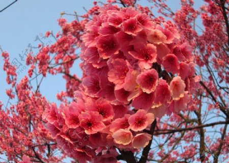 粉色櫻花图片
