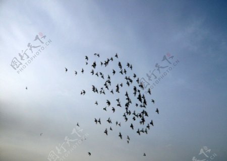 飛鴿图片