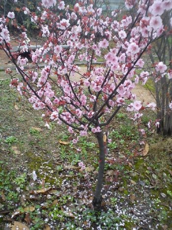 雨滴西洋樱花树图片
