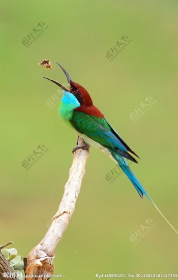 蓝喉蜂虎鸟图片