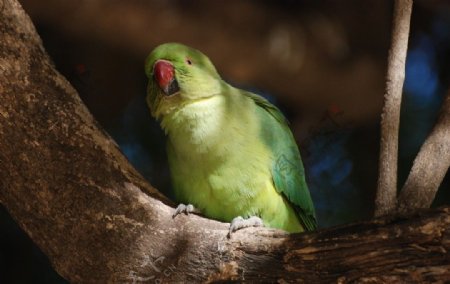 红领绿鹦鹉图片