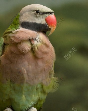 绯胸鹦鹉图片