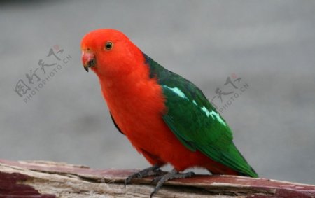 澳洲国王鹦鹉图片