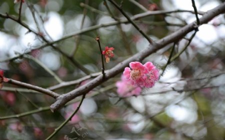 红梅花开图片