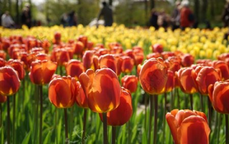 郁金香花园图片