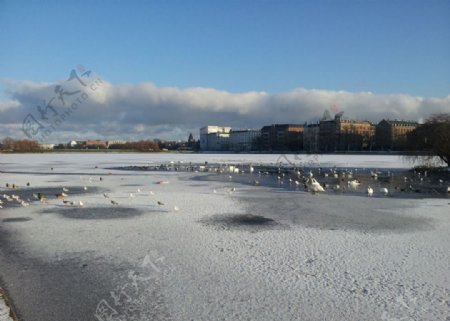 冬日的天鹅湖图片