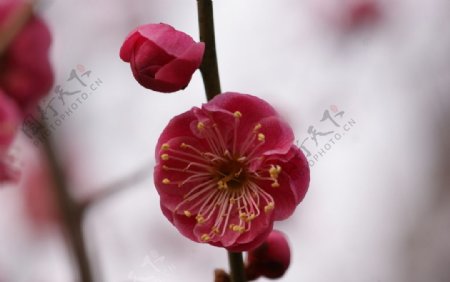 红梅花图片