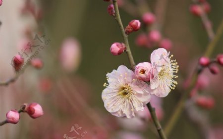 粉红梅花图片