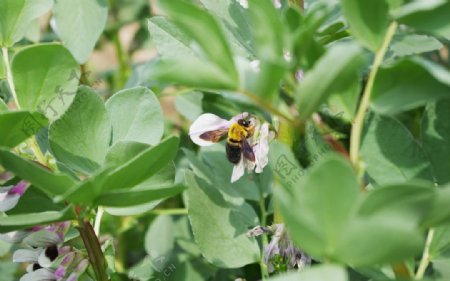 豆藤上的蜜蜂图片