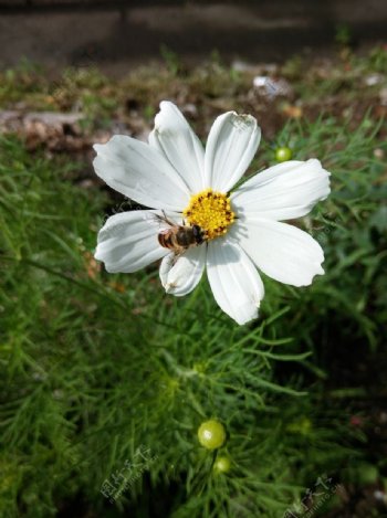 白色格桑花和小蜜蜂图片