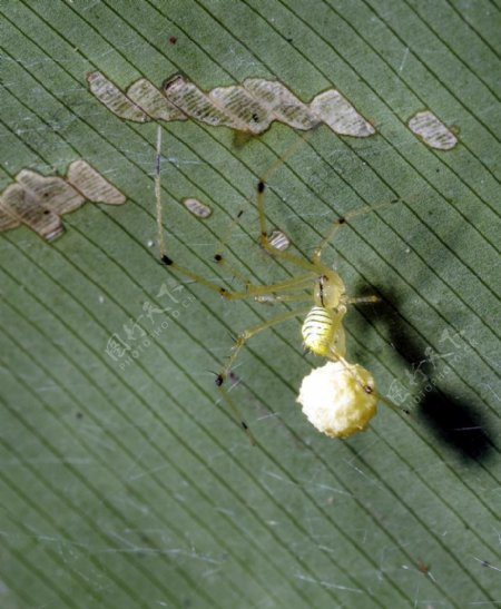 产卵的蜘蛛图片