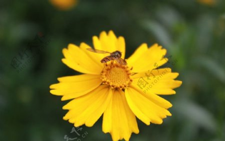 Bee蜜蜂图片