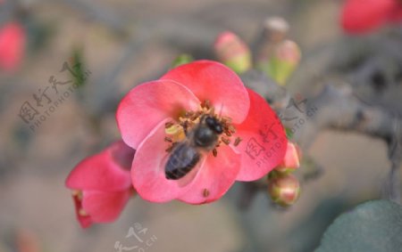 蜜蜂梅花图图片