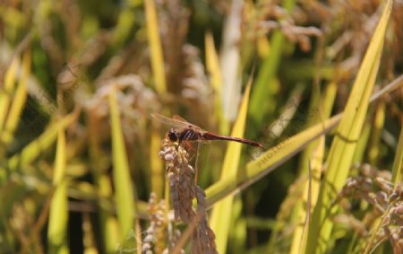 稻田蜻蜓图片