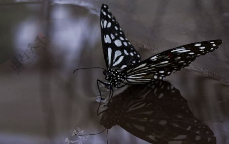 黑绢斑蝶图片