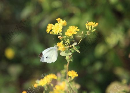 菊花上的蝴蝶图片