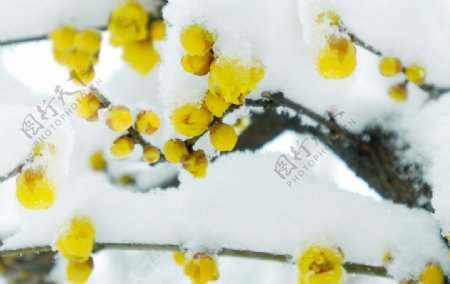 冬日雪中腊梅图片