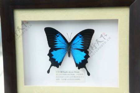 蝴蝶镜框蝴蝶标本图片