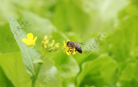 蜜蜂图片