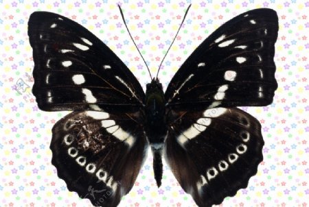 黑白色蝴蝶图片
