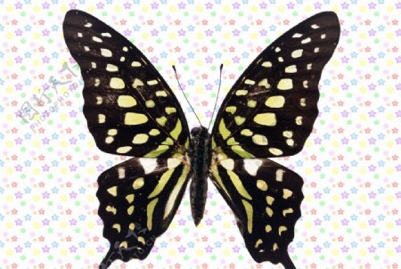 褐色网状绿斑蝶图片