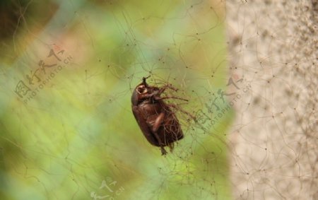 网中死亡的昆虫图片