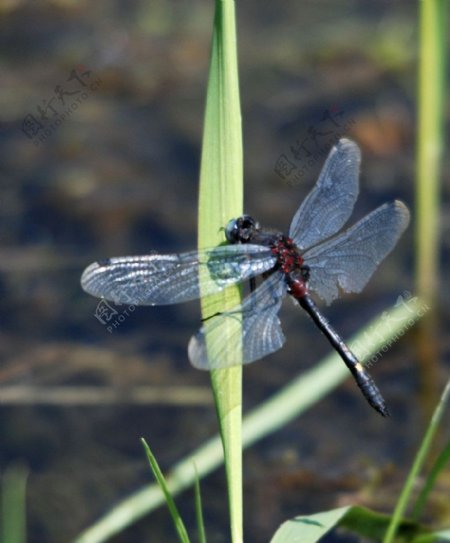 草叶上的蜻蜓图片