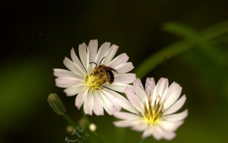 蜜蜂觅食图片