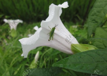 蚱蜢与牵牛花图片