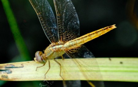 黄蜻蜓图片