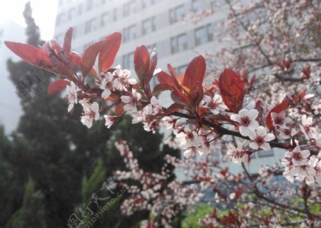 春天杏枝图片