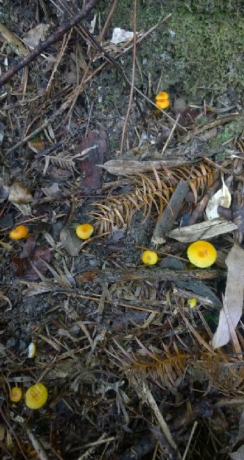 山林里的黄色小蘑菇图片