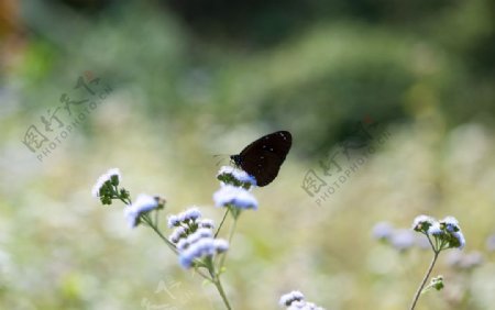 蝶恋花图片